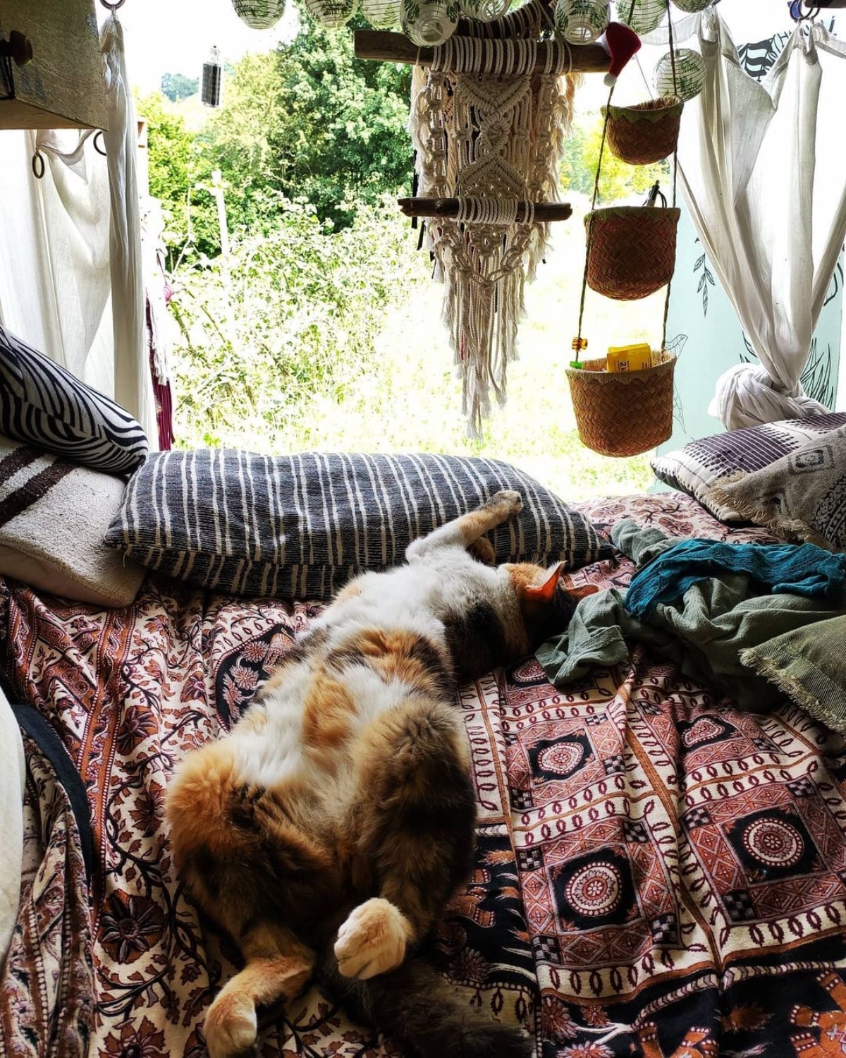 cat living in camper van