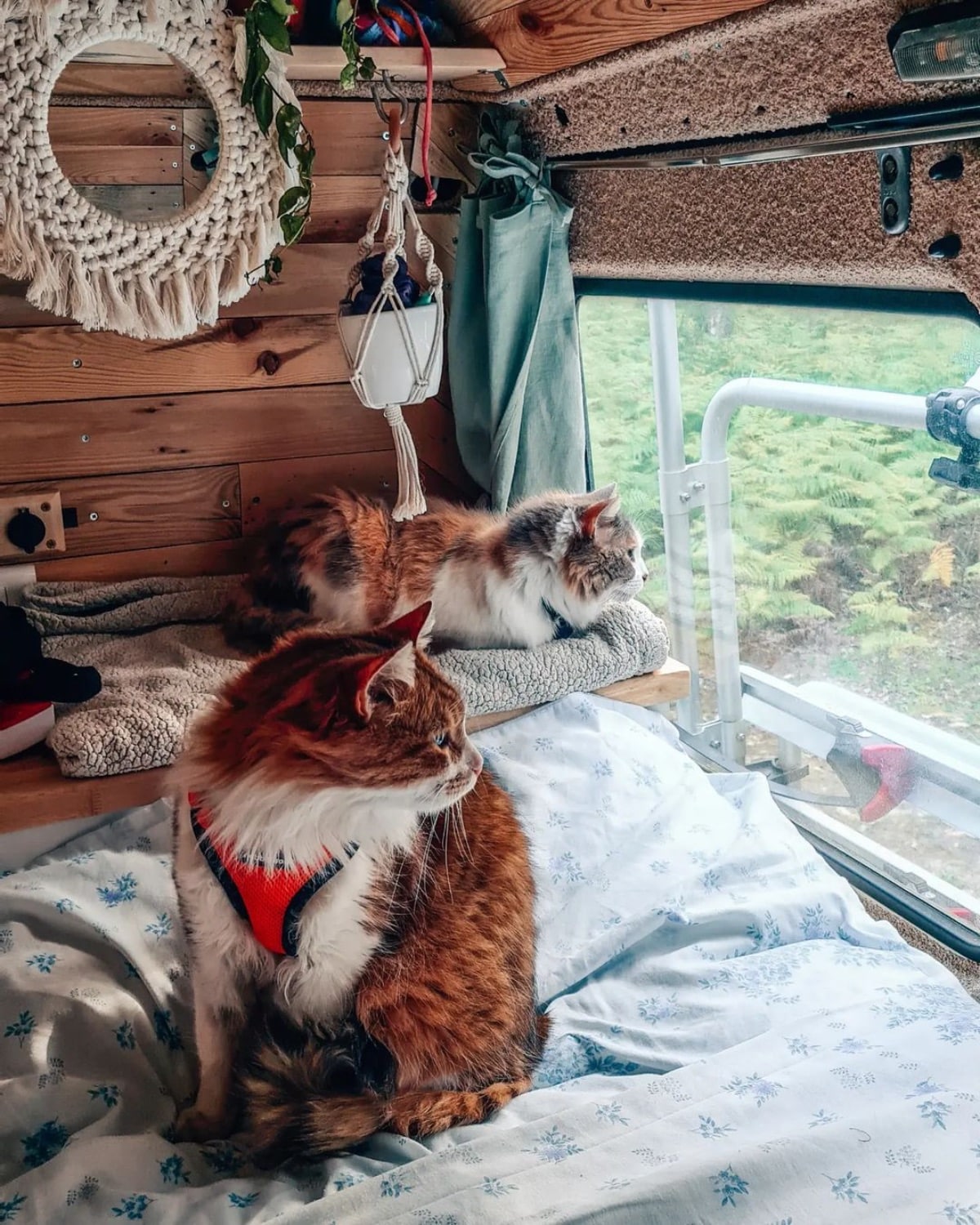 van life and cat