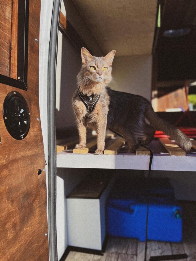 Cat & Van Life Tips »